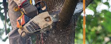 Professional  Tree Services in Lake Lorraine, FL